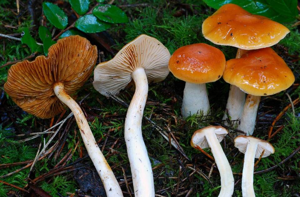 Clotirus Cortinarius