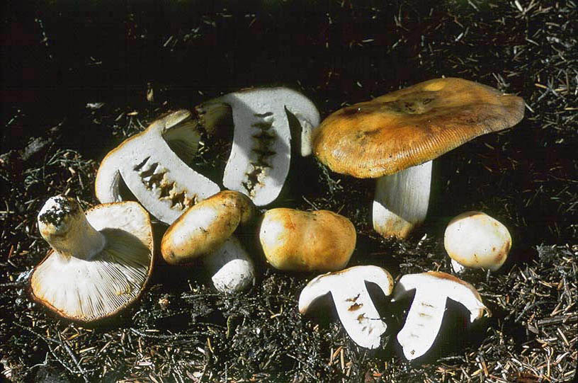 Russula